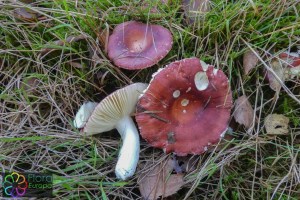 Russula velenovskyi (9)_LR